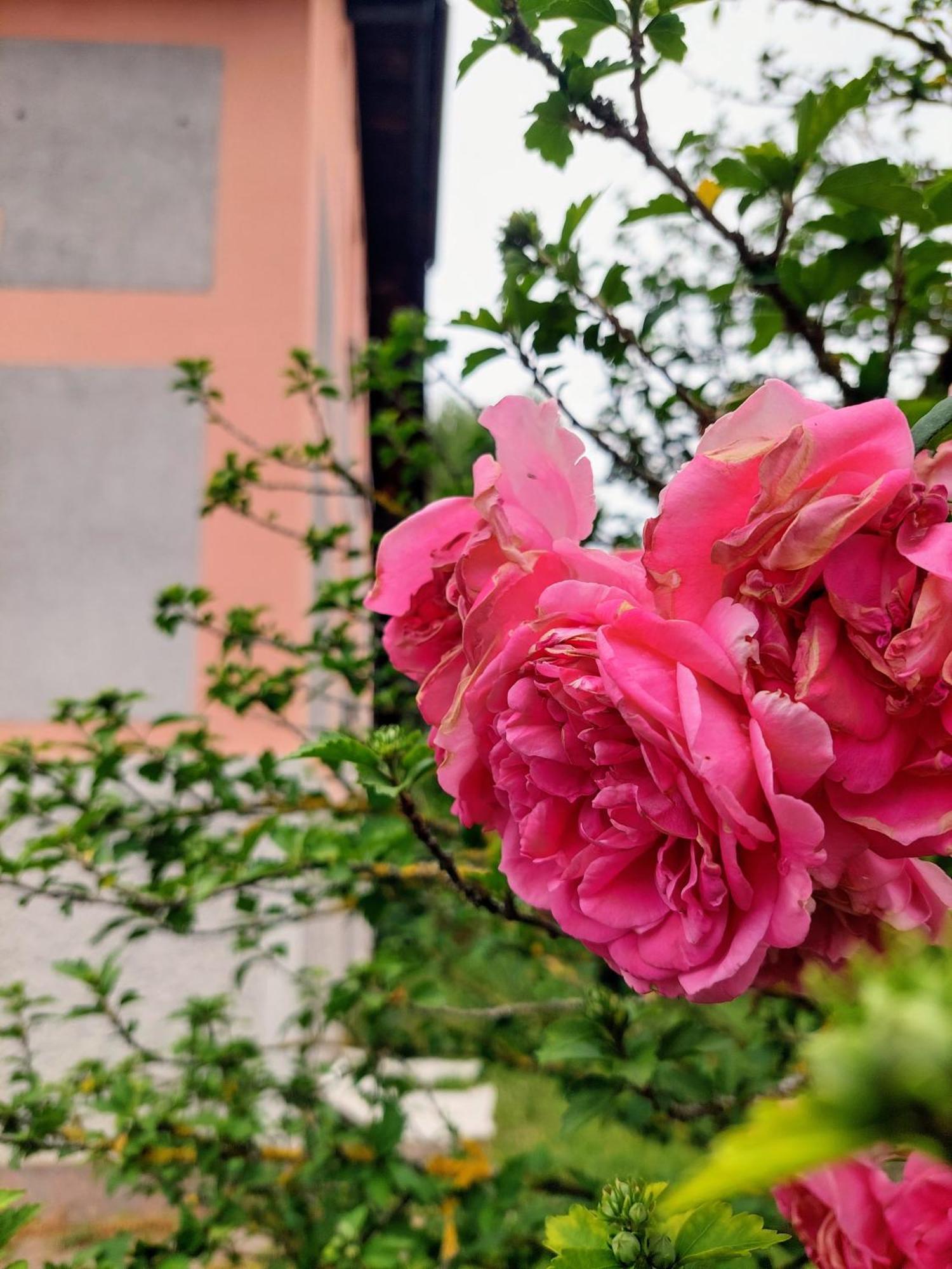 Homestay R24, Rose House Ljubljana